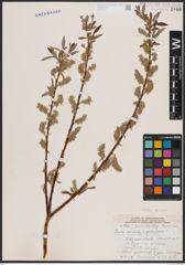 Foto von Salix candida Flüggé ex Willd. x Salix petiolaris Sm.